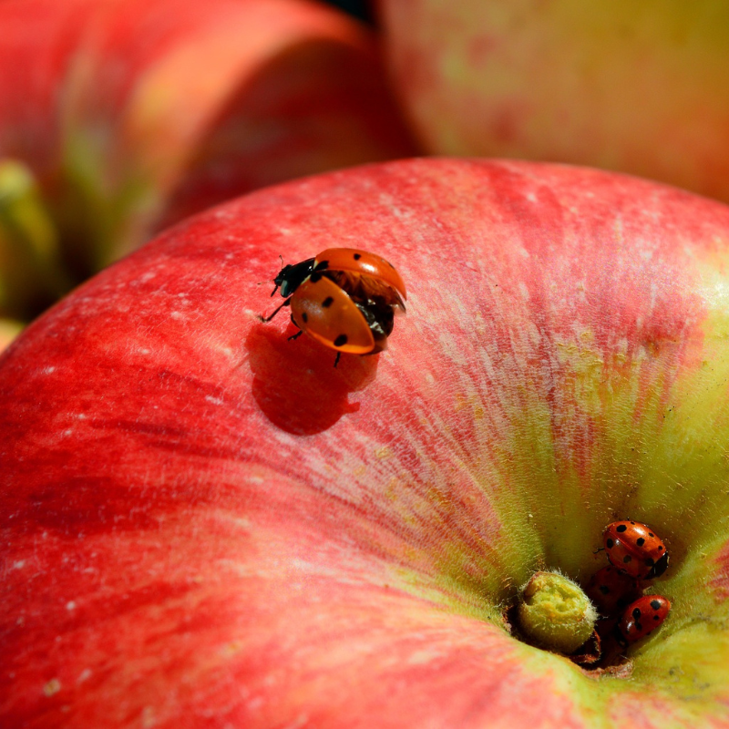 Pomme Swing Bio - Du Panier &agrave; l'Assiette