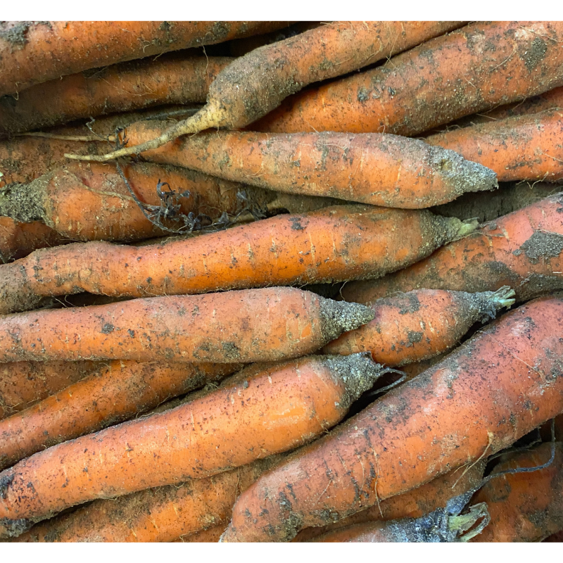 carotte lavée bio- Du Panier à l'Assiette carotte lavée bio- Du Panier à l'Assiette