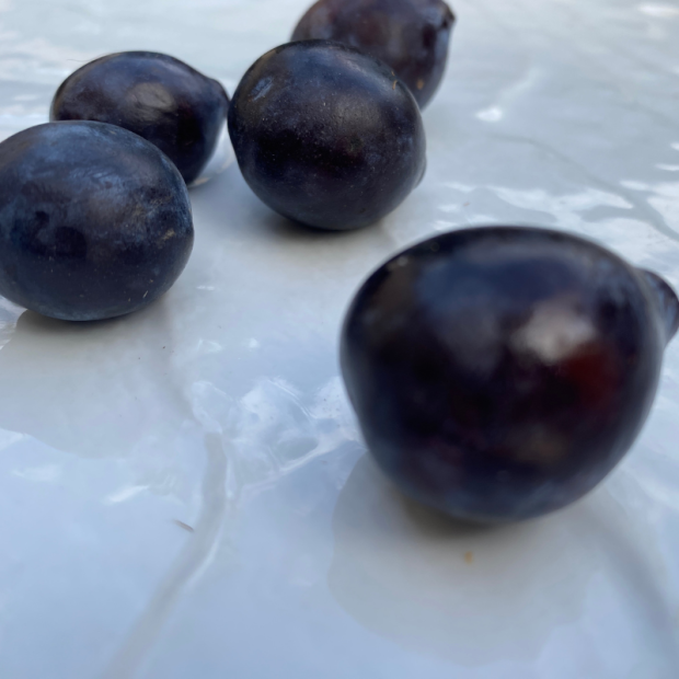 Prune Bio - Du Panier à l'Assiette