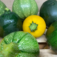 Courgette Ronde x 500g