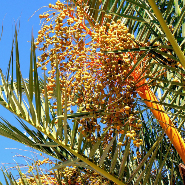 Datte Deglet Nour Bio - Du Panier &agrave; l'Assiette