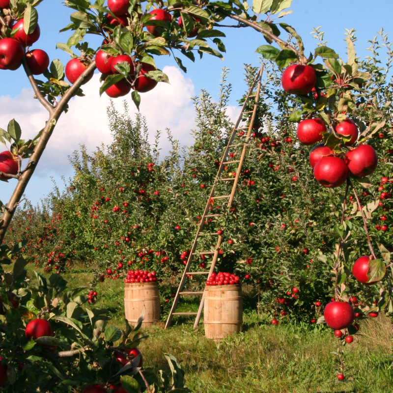 Cidre Demi Sec Bio des Vergers - Du Panier à l'Assiette Cidre Demi Sec Bio des Vergers - Du Panier à l'Assiette