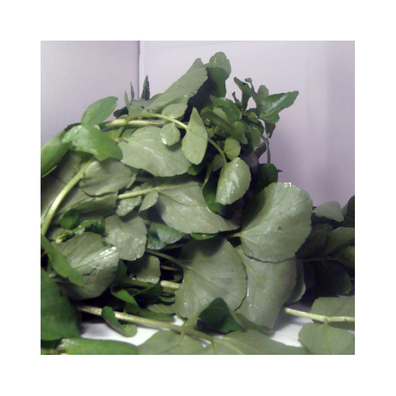 Cresson des fontaines bio- Du Panier à l'Assiette Cresson des fontaines bio- Du Panier à l'Assiette