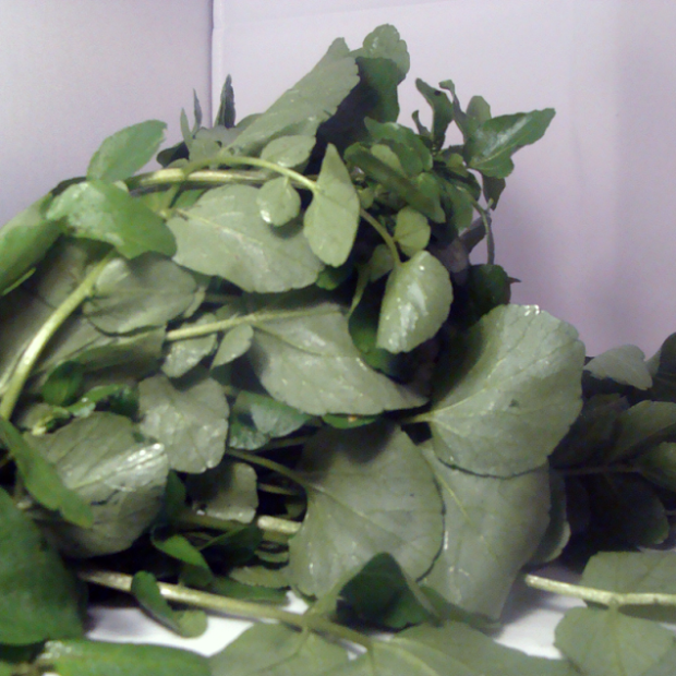 Cresson des fontaines bio- Du Panier &agrave; l'Assiette