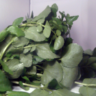 Cresson des fontaines bio- Du Panier à l'Assiette Cresson des fontaines bio- Du Panier à l'Assiette