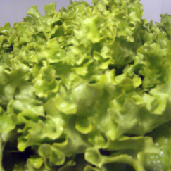 Salade Batavia Verte