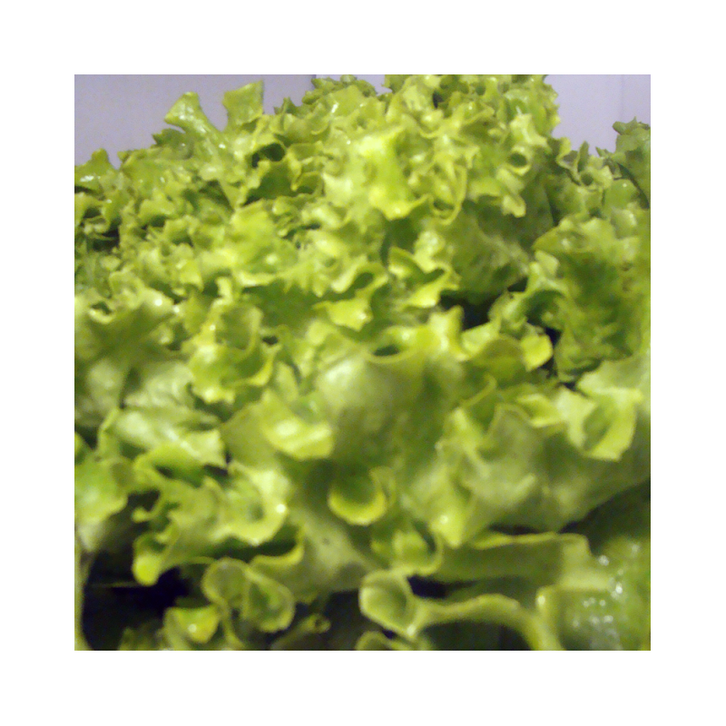 Batavia verte bio- Du Panier à l'Assiette Batavia verte bio- Du Panier à l'Assiette