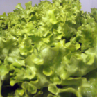 Batavia verte bio- Du Panier &agrave; l'Assiette