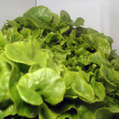 Salade Feuille de Ch&ecirc;ne verte