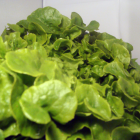 Feuille de ch&ecirc;ne verte bio- Du Panier &agrave; l'Assiette