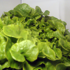 Salade Feuille de Ch&ecirc;ne verte