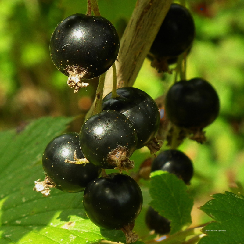 cassis bio- Du Panier &agrave; l'Assiette