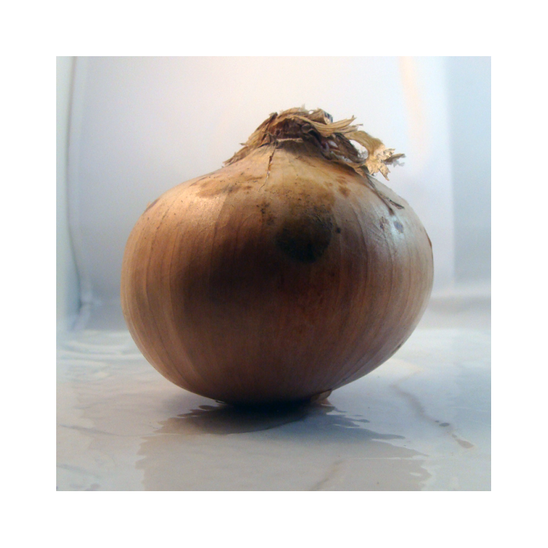 Oignon bio- Du Panier à l'Assiette Oignon bio- Du Panier à l'Assiette