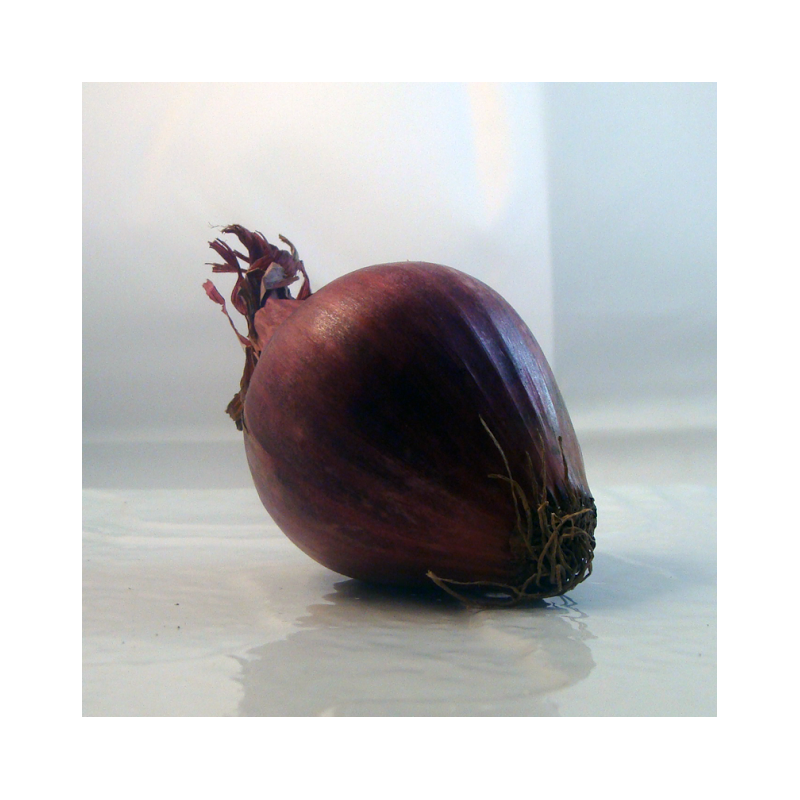 Oignon rouge breton bio- Du Panier à l'Assiette Oignon rouge breton bio- Du Panier à l'Assiette
