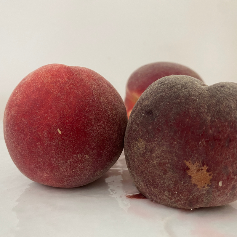 P&ecirc;che Bio - Du Panier &agrave; l'Assiette