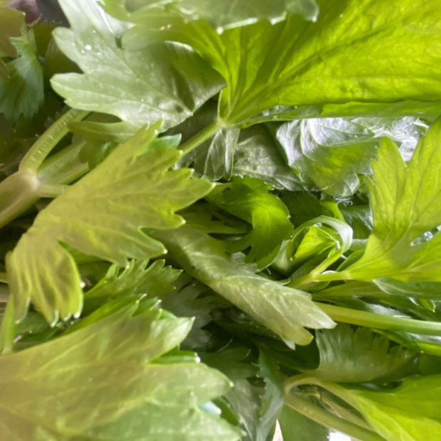 C&eacute;leri branche bio- Du Panier &agrave; l'Assiette