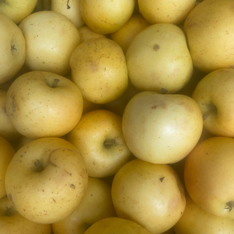 Pomme Lafayette Bio - Du Panier à l'Assiette Pomme Lafayette Bio - Du Panier à l'Assiette