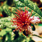feijoa Bio - Du Panier à l'Assiette
