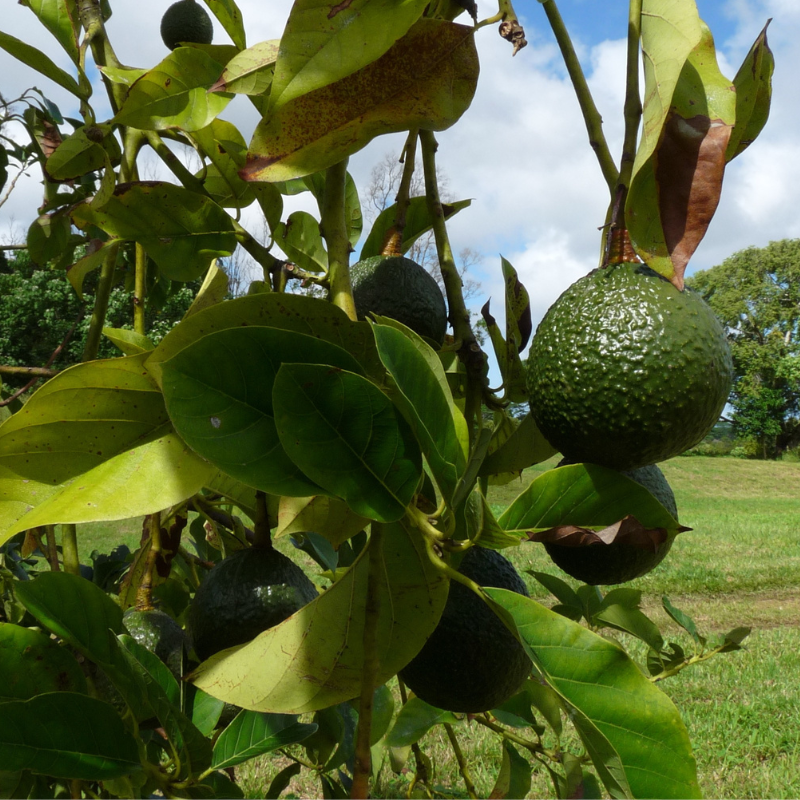 Avocats Bio lot - Du Panier à l'Assiette Avocats Bio lot - Du Panier à l'Assiette