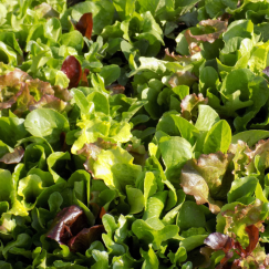 Salade Mesclun