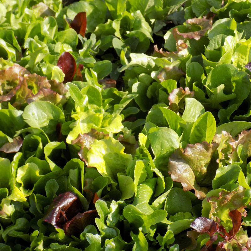 Mesclun bio- Du Panier à l'Assiette Mesclun bio- Du Panier à l'Assiette
