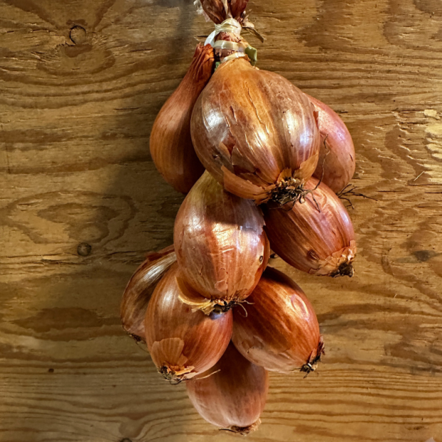Echalote bretonne bio- Du Panier à l'Assiette