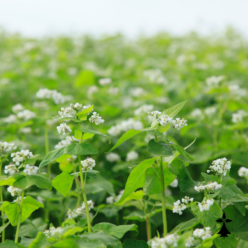 galette bretonne Bio - Du Panier à l'Assiette