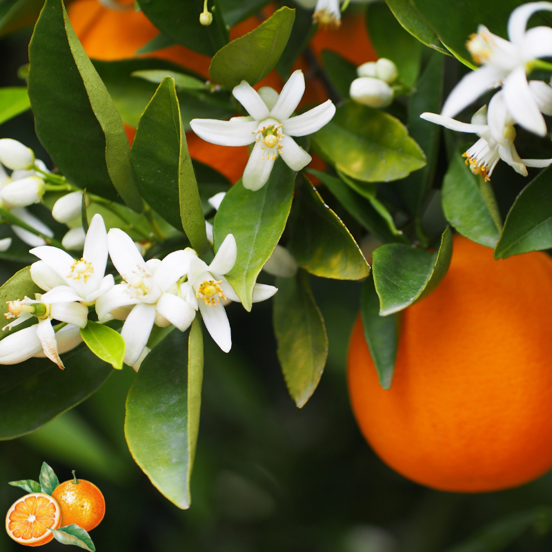 jus d'orange Bio - Du Panier à l'Assiette jus d'orange Bio - Du Panier à l'Assiette