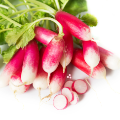 Radis Botte