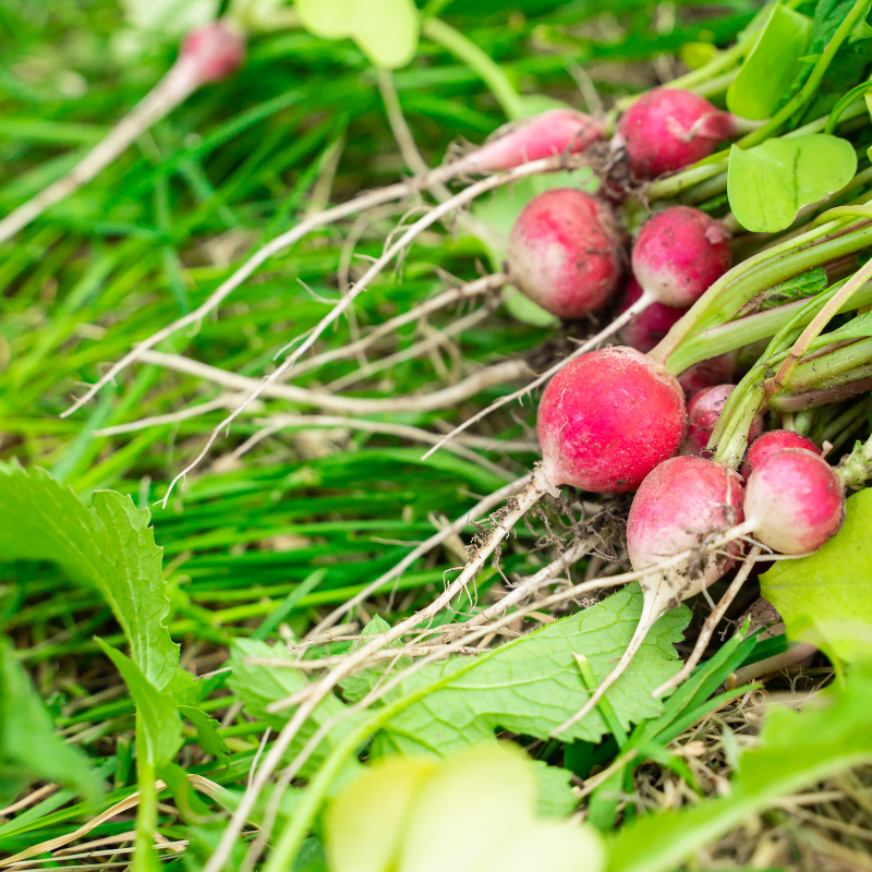 radis botte bio- Du Panier &agrave; l'Assiette