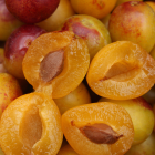 Confiture de Questche bio -Chocolat - Du Panier à l'Assiette Confiture de Questche bio -Chocolat - Du Panier à l'Assiette