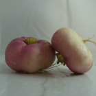 navet violet bio- Du Panier à l'Assiette navet violet bio- Du Panier à l'Assiette