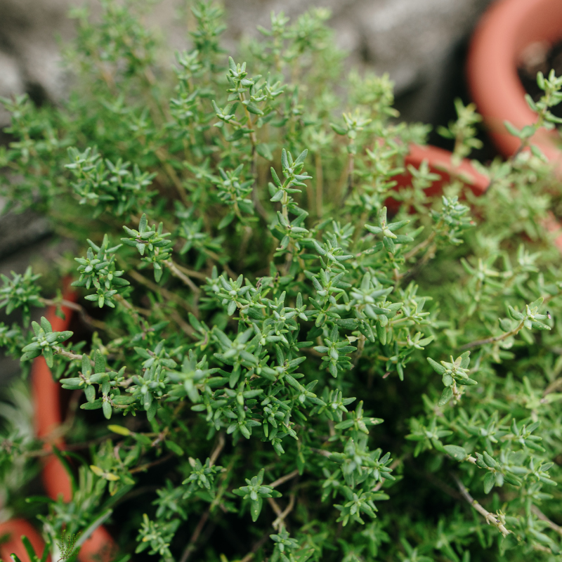 Thym feuille Bio - Du Panier à l'Assiette Thym feuille Bio - Du Panier à l'Assiette