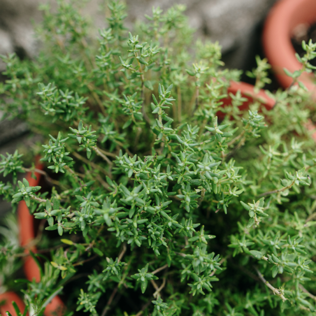Thym feuille Bio - Du Panier &agrave; l'Assiette
