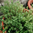 Thym feuille Bio - Du Panier à l'Assiette Thym feuille Bio - Du Panier à l'Assiette