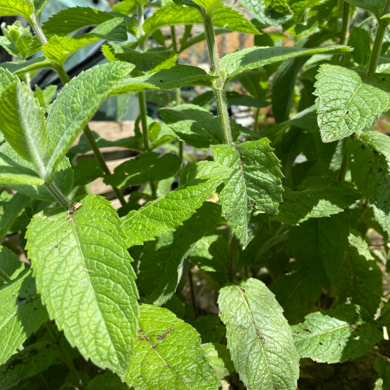 Menthe bio- Du Panier à l'Assiette Menthe bio- Du Panier à l'Assiette