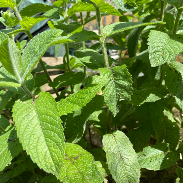 Menthe bio- Du Panier &agrave; l'Assiette