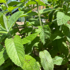 Menthe bio- Du Panier à l'Assiette Menthe bio- Du Panier à l'Assiette
