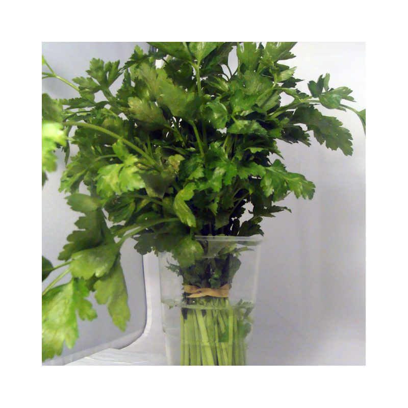 Coriandre bio- Du Panier à l'Assiette Coriandre bio- Du Panier à l'Assiette