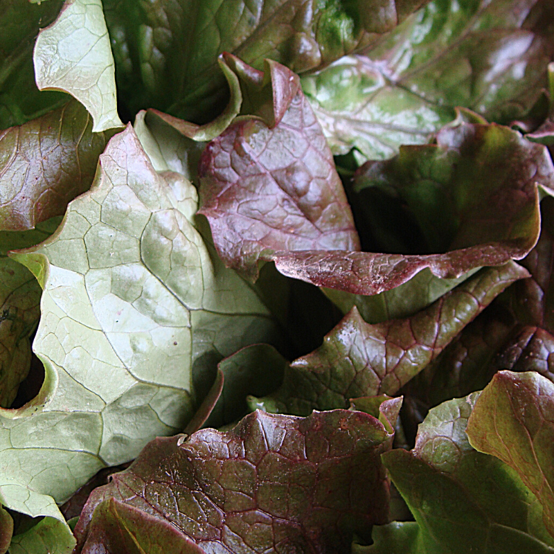 Feuille de chêne rouge bio- Du Panier à l'Assiette Feuille de chêne rouge bio- Du Panier à l'Assiette