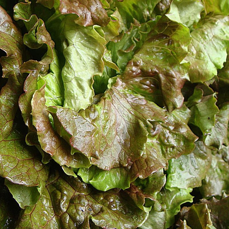 Feuille de chêne rouge bio- Du Panier à l'Assiette Feuille de chêne rouge bio- Du Panier à l'Assiette