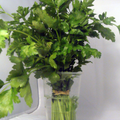 Persil plat
