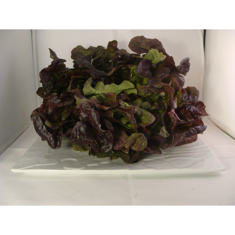Feuille de chêne rouge bio- Du Panier à l'Assiette
