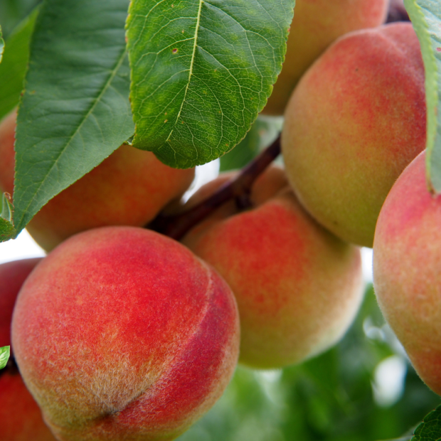 P&ecirc;che Bio - Du Panier &agrave; l'Assiette