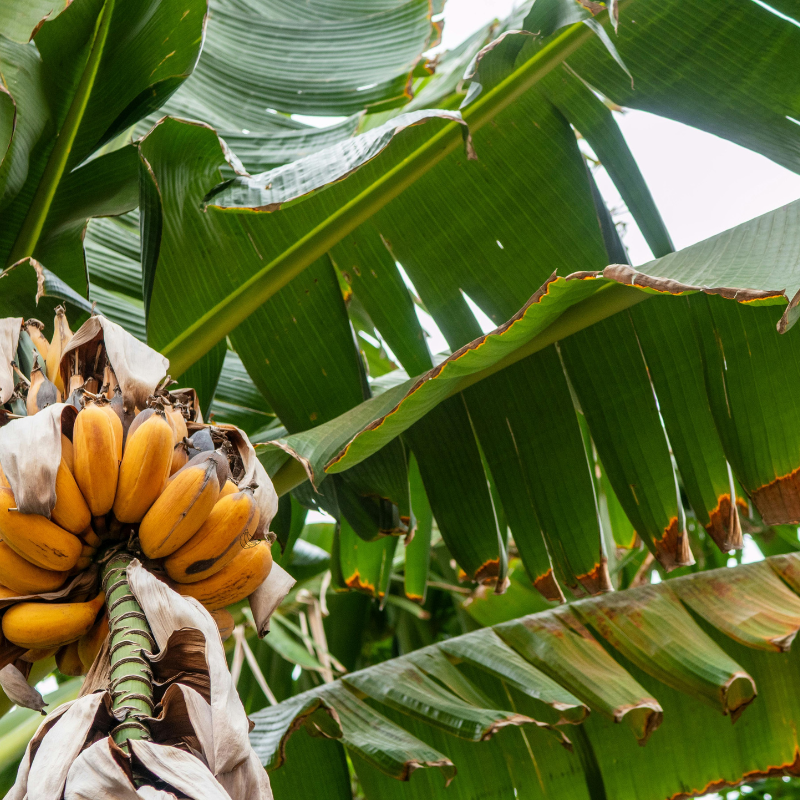 Banane Bio - Du Panier à l'Assiette