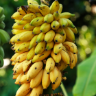 Banane Bio - Du Panier à l'Assiette