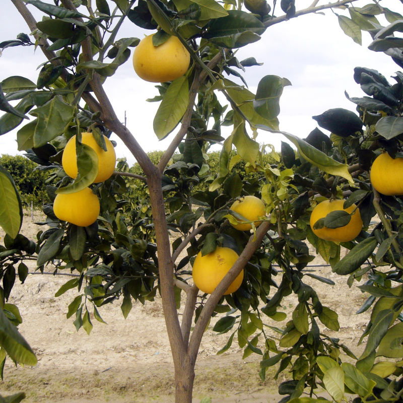 Jus de pamplemousse Bio - Du Panier à l'Assiette Jus de pamplemousse Bio - Du Panier à l'Assiette
