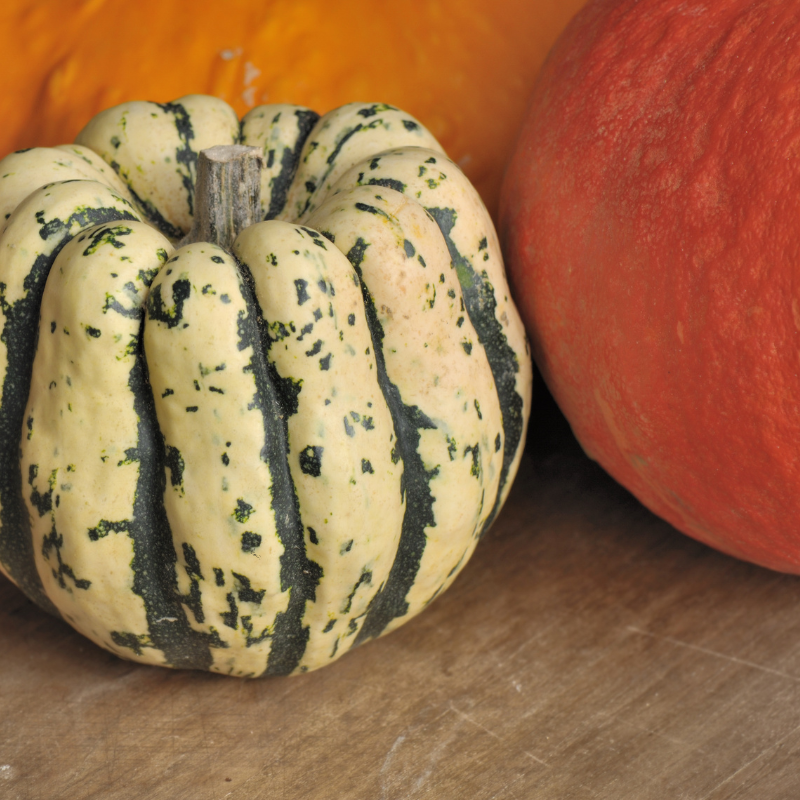 Patidou bio- Du Panier à l'Assiette Patidou bio- Du Panier à l'Assiette