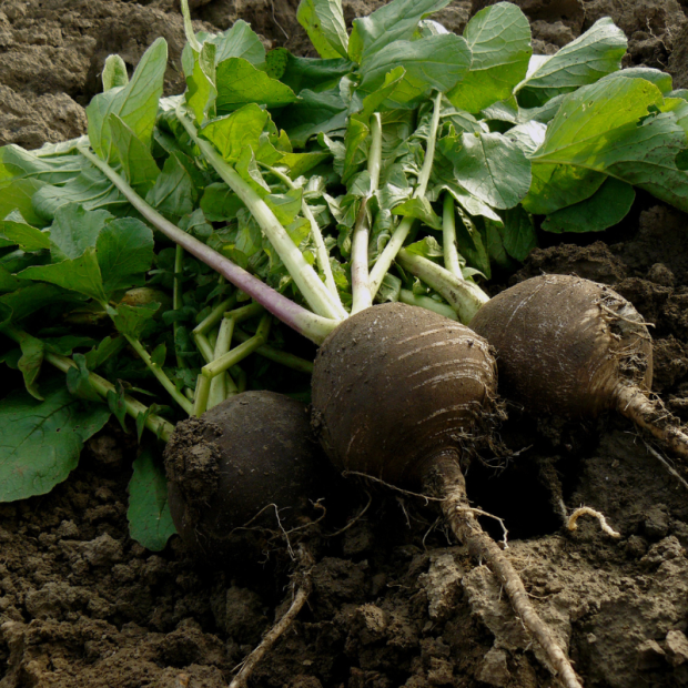 radis noir bio- Du Panier à l'Assiette