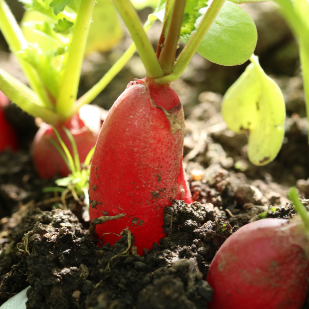 radis botte bio- Du Panier &agrave; l'Assiette